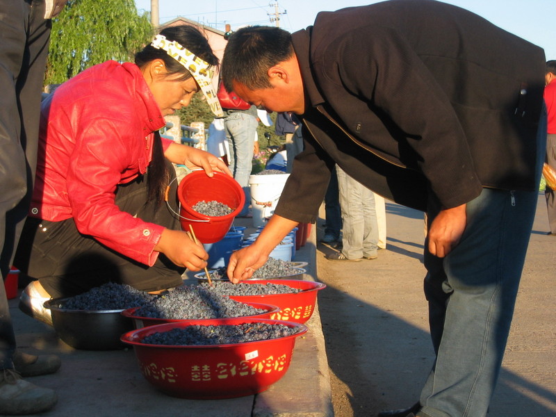 Blueberry Seller