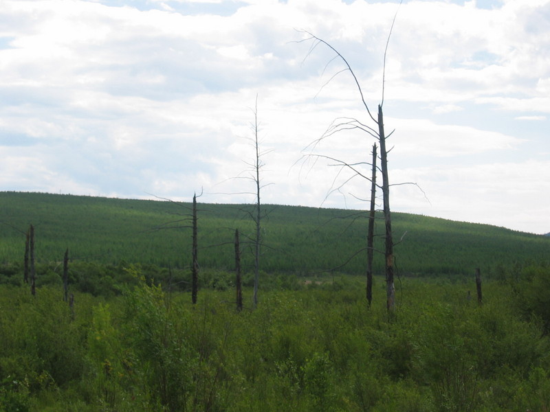 Burnt Trees Nearby