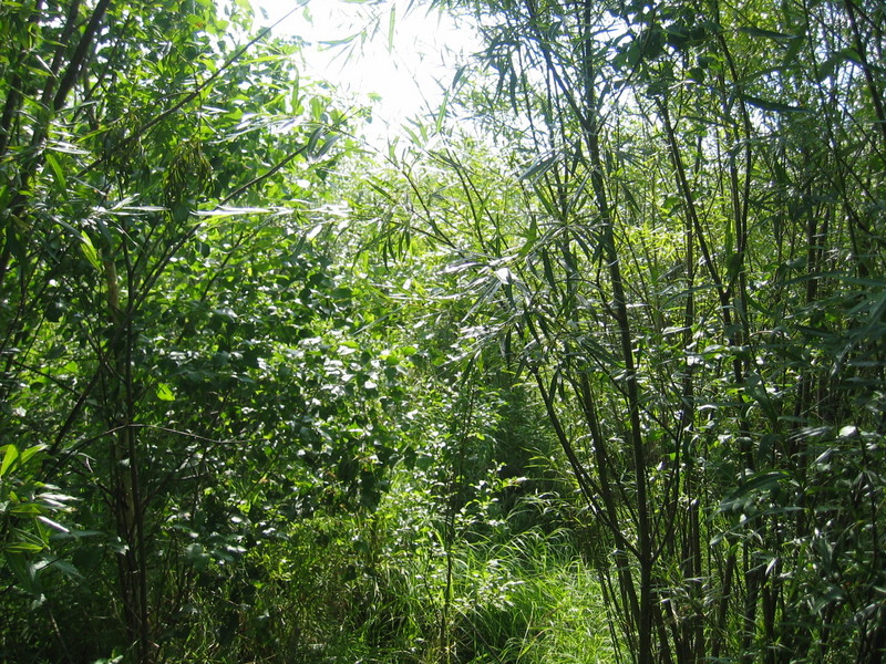 View directly at the Confluence