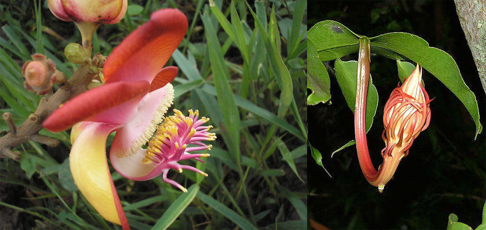 Flowers close to CP. According to locals the flower at right is the same to the movie "Dennis the Menace II" that blooms every 3-4 years 