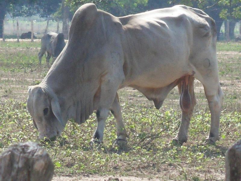 Ganado en la zona, espectacular // The cattle, spectacular.