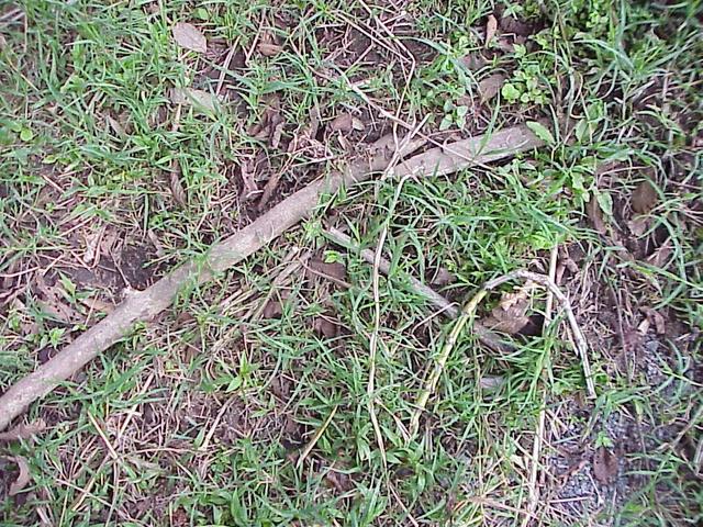 Ground cover at the confluence site.