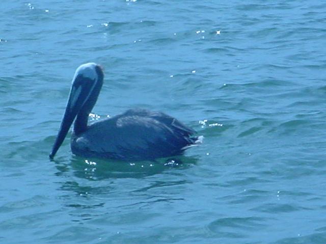 Pelican may be standing in the point