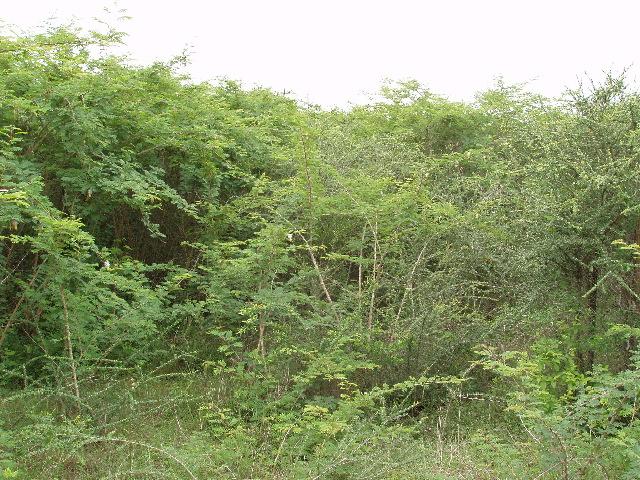 View SE towards the confluence, 60 metres ahead