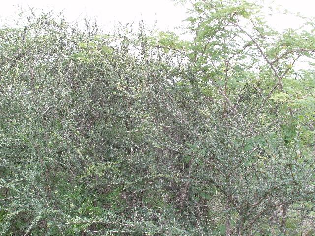 View SW from a point 60 metres NW from the confluence