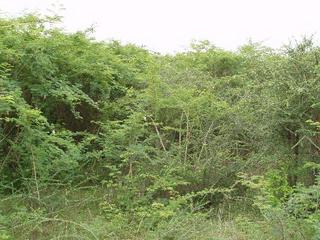 #1: View SE towards the confluence, 60 metres ahead