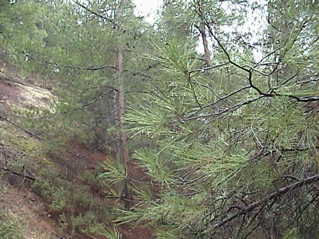 The view to the West of the Confluence Point