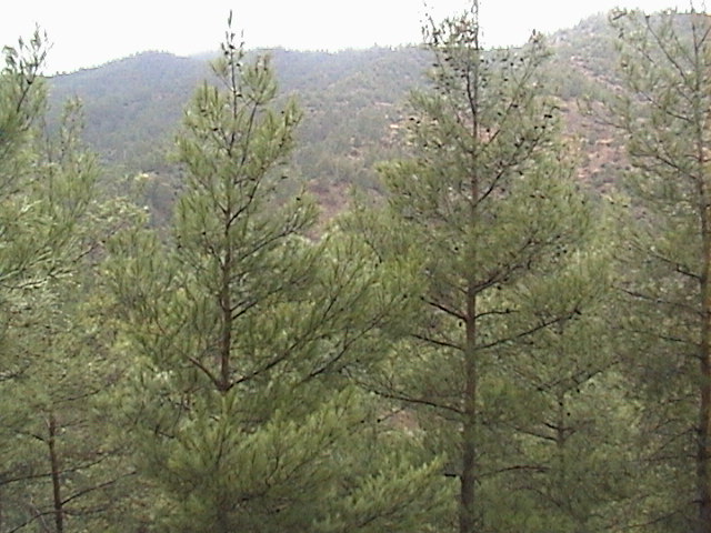 The view to the North of the Confluence Point