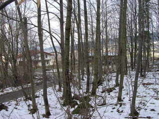 #1: View North (towards Prachatice)