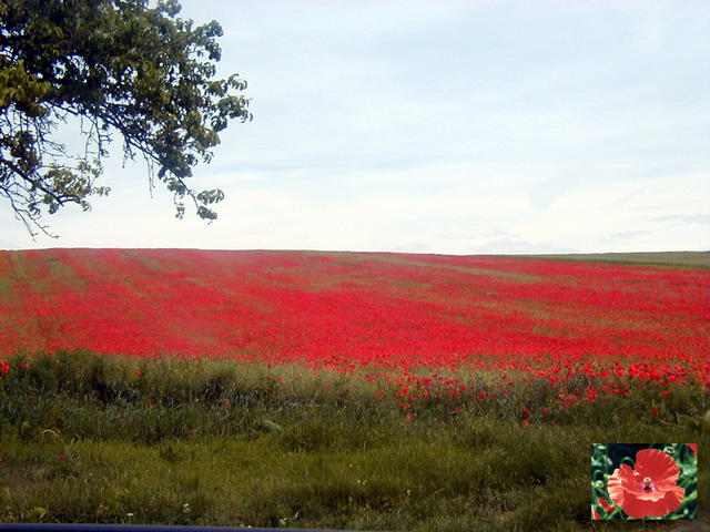 Field of poppy flowers