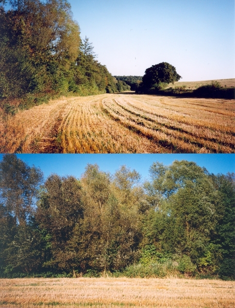 View towards E and N - 50 m away from the confluence (on its S side)