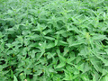 #9: Nettles