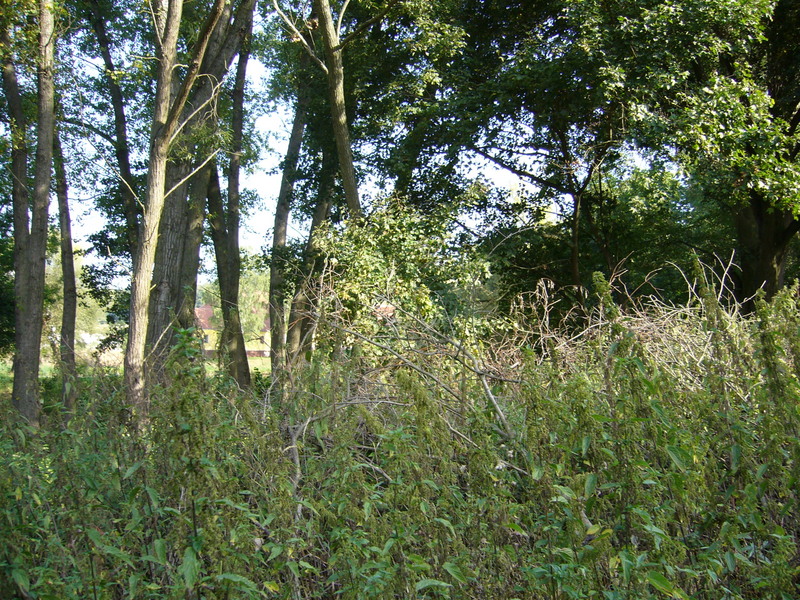 View north, pond and property in the background