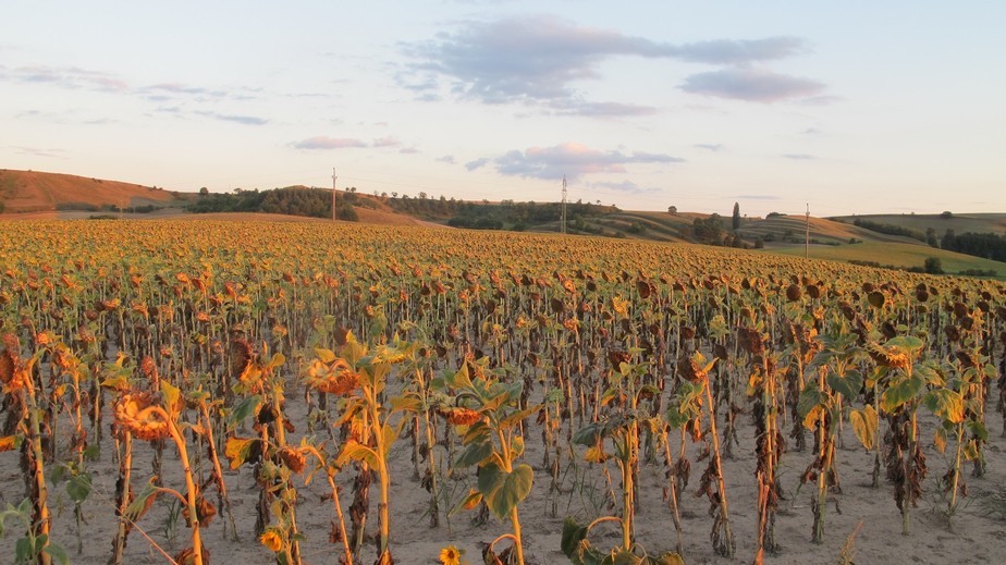 Fields in the setting sun