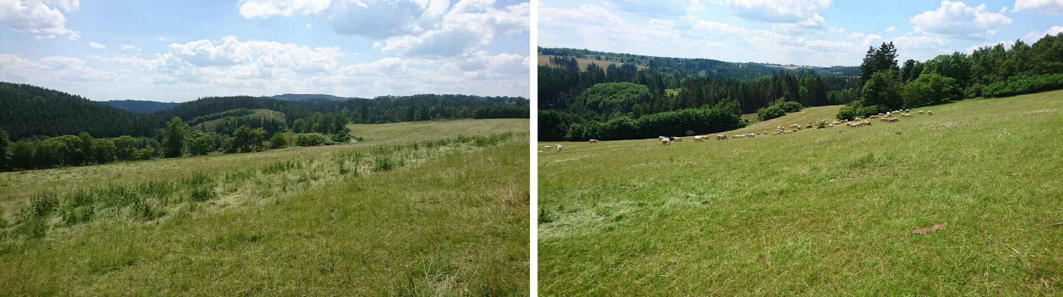 Meadow and sheep