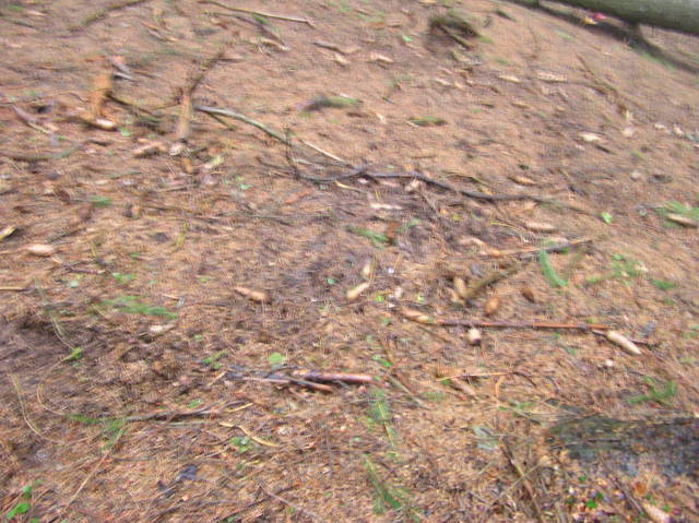 The confluence point lies in a pine forest.  (The marker left by previous visitors can be seen at the top of the photo)