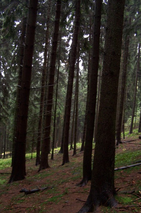 View towards S from the confluence