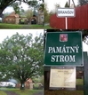 #9: Protected tree in the centre of Branišov