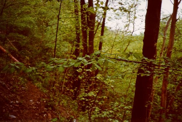 View to confluence (Note the waste tube at the left side...)