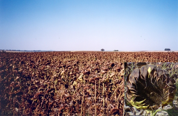 Sunflower field at the other side of the road (view towards NW)