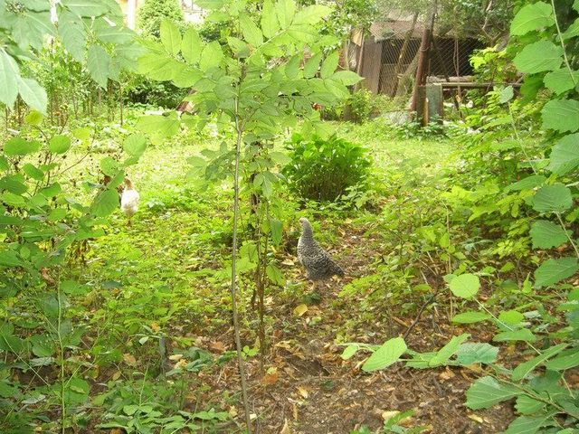 Some chickens living nearby