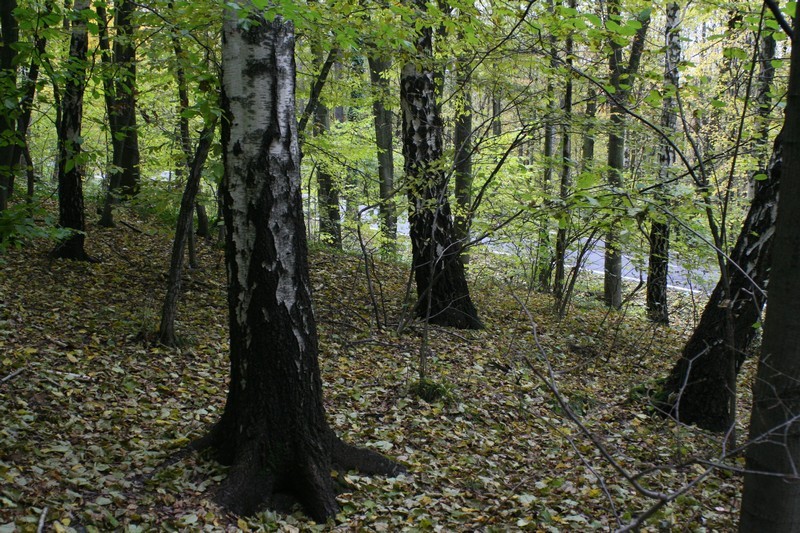 West view - Zachód