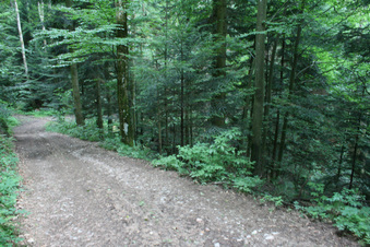 #1: General view - Confluence beside the forestry road