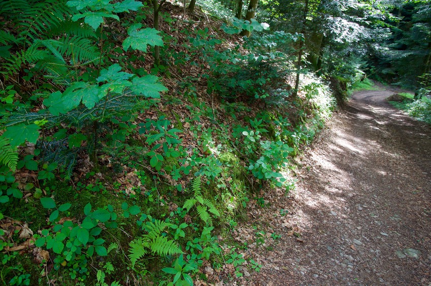 The confluence point lies in a forest, just next to a dirt road