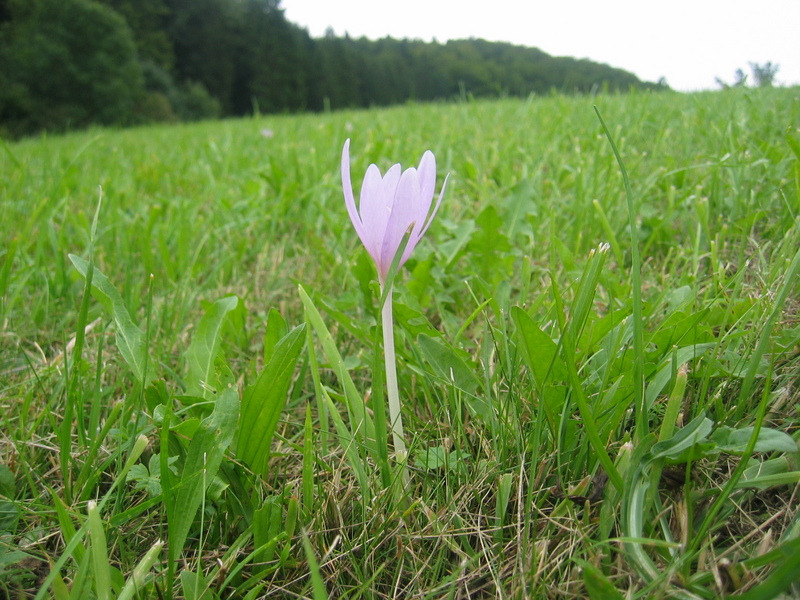 Autumn Crocus at the Confluence