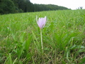 #7: Autumn Crocus at the Confluence