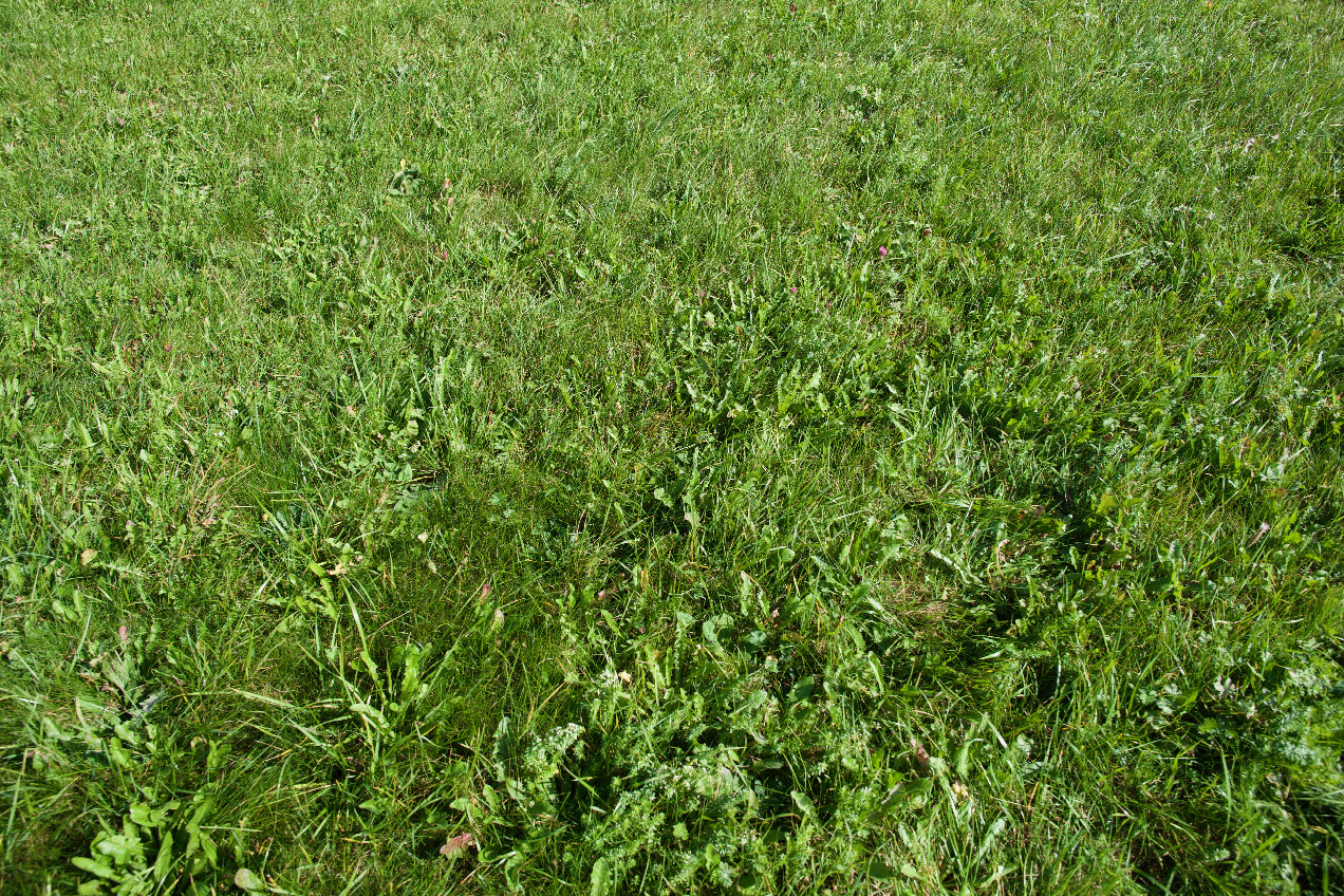 Ground cover at the confluence point