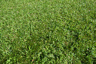 #5: Ground cover at the confluence point