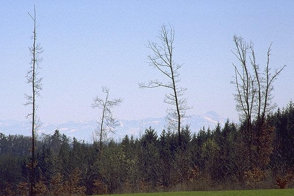 Looking south from the confluence (telephoto, Swiss Alps visible)