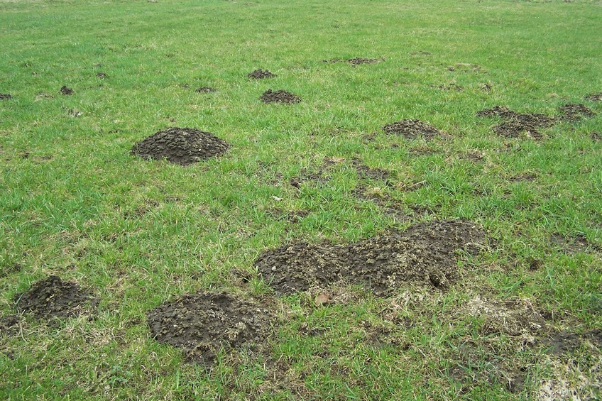 Molehills at the confluence