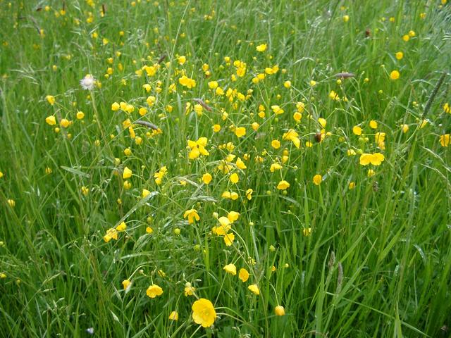 Ground Cover