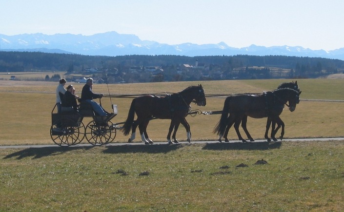 Carriage drawn 100m North of the Confluence