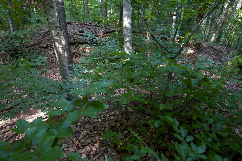 The confluence point lies in a forest, on top of a small ridge between two gullies