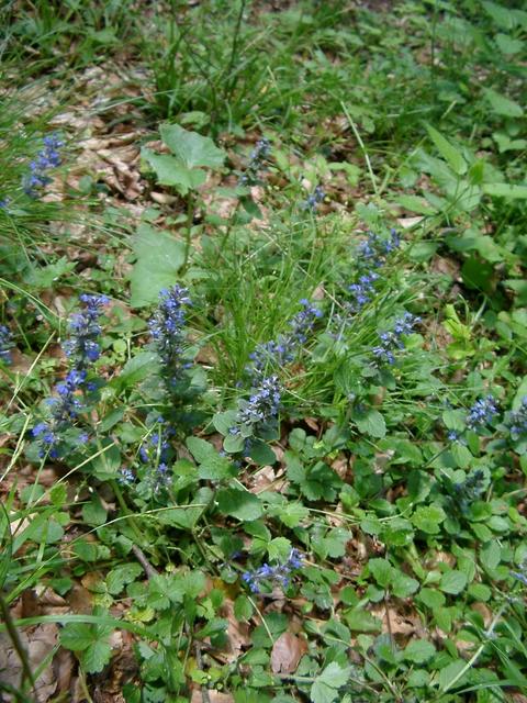 Ground Cover at the CP