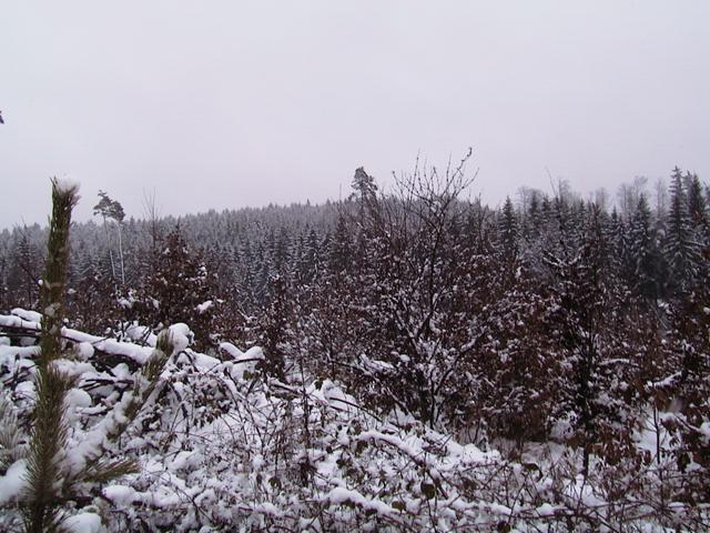 The actual confluence point is 25m towards the large tree