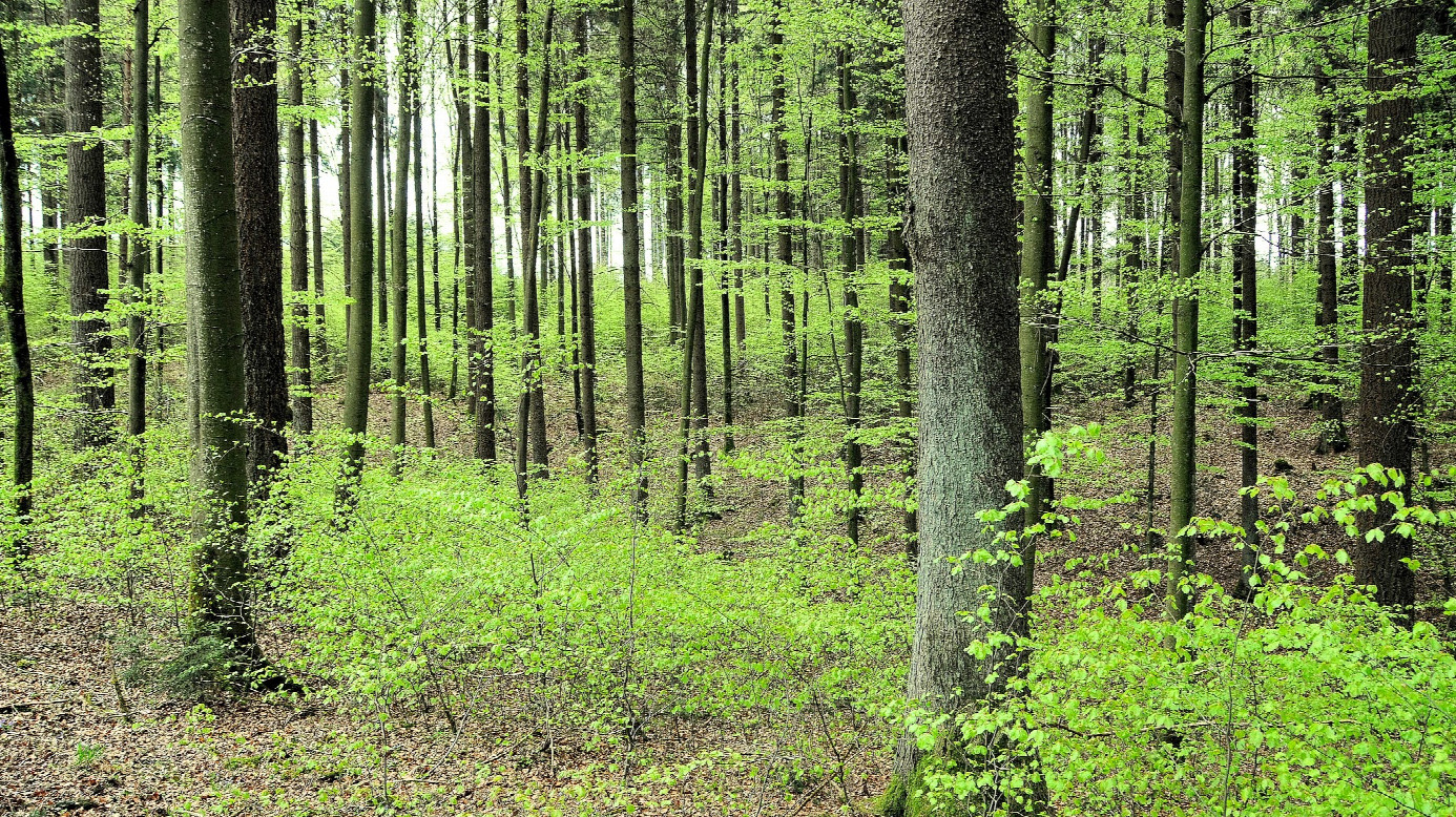 ...den Wald vor lauter Bäumen...