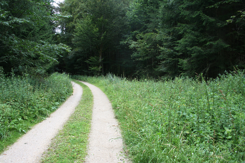 Forest road to North