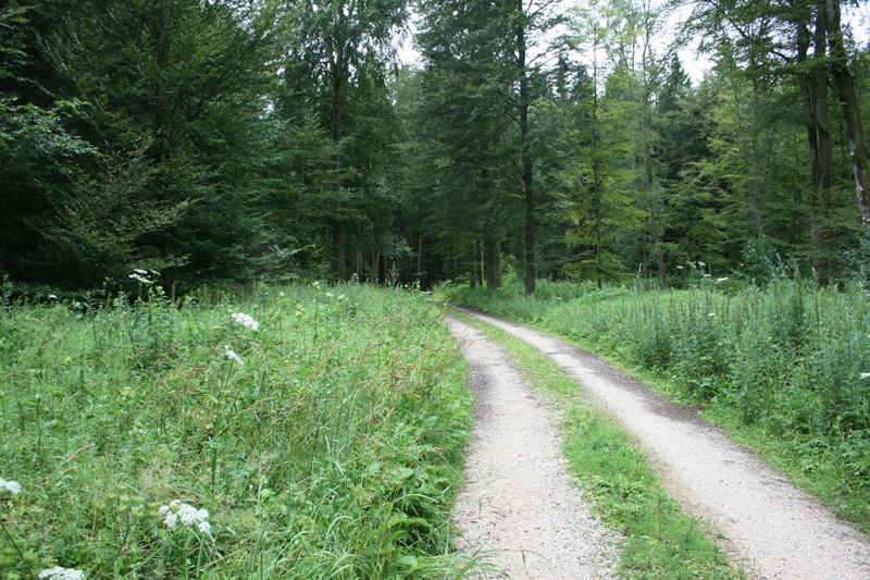 Forest road from South