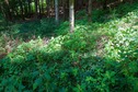 #5: The confluence point lies in a forest, just 15m east of a dirt road