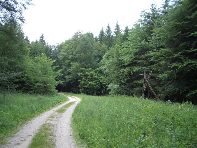 CP at edge of the forest left of raised hide towards north