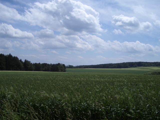 Weissenburg Forest between Haardt and CP