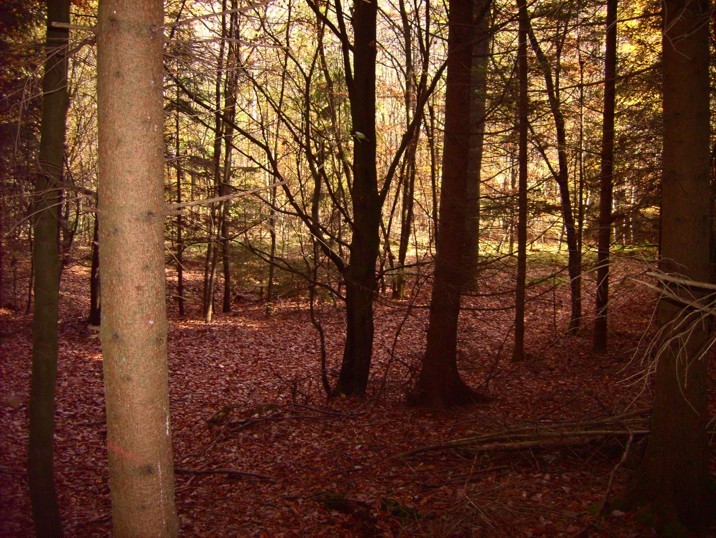 Wald um den Confluence-Punkt / It's in the forest 