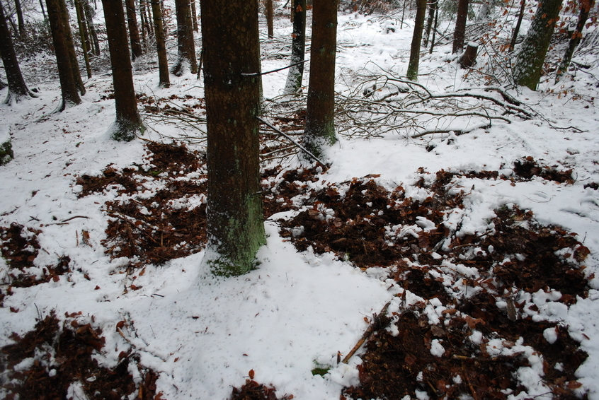 Activity of wild boars