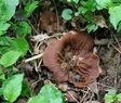 #7: Cup morel (Disciotis venosa)