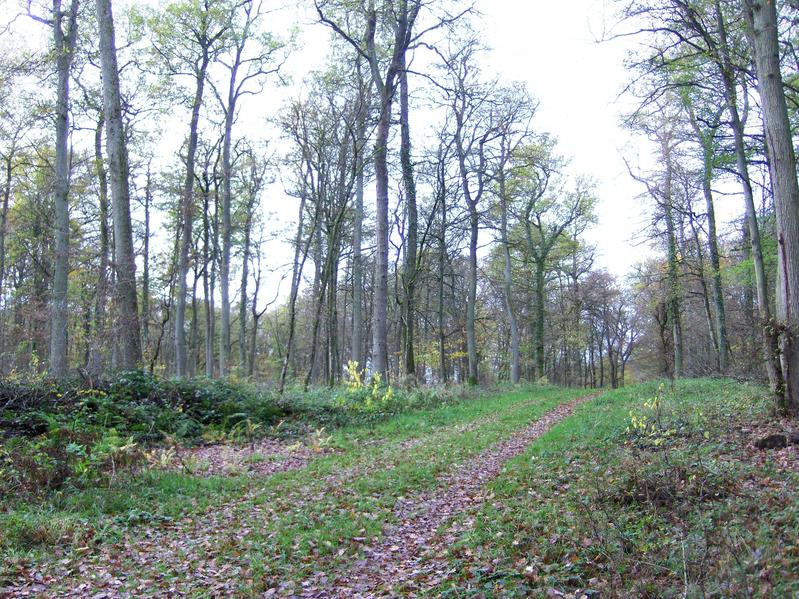 A path through the forest at just 20 mts south from CP