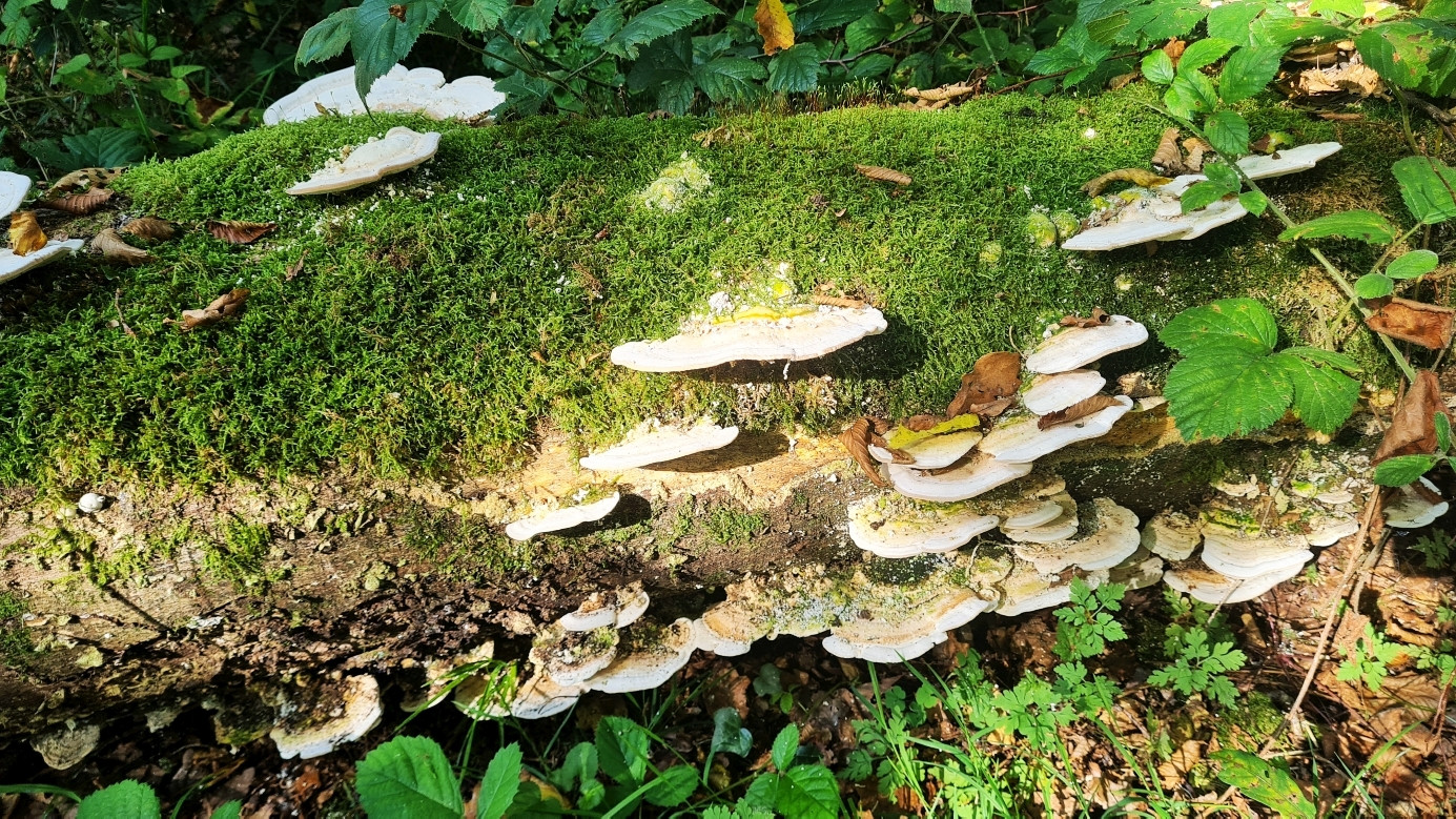 mushrooms in the woods